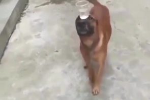 What a good and patient boy - he really didn't spill a drop of water - Best Street Fight