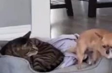 Poor chihuahua is so scared of his cat roomate, he can't even get in his own bed - Best Street Fight