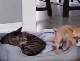 Poor chihuahua is so scared of his cat roomate, he can't even get in his own bed - Best Street Fight