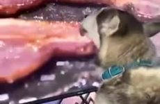 This husky loves bacon so much, he licks the TV when it's on the screen - Best Street Fight