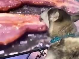 This husky loves bacon so much, he licks the TV when it's on the screen - Best Street Fight