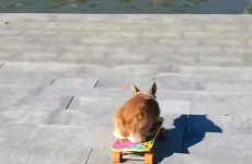 This corgi is a better skateboarder than most people - we really thought he is going to end up in the water - Best Street Fight