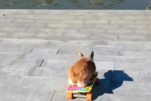 This corgi is a better skateboarder than most people - we really thought he is going to end up in the water - Best Street Fight