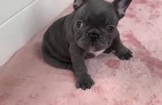 Cutest frenchie puppy arguing with dad - Best Street Fight