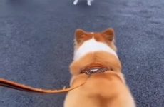 Super excited to see his friend -  the famous corgi butt wiggle - Best Street Fight