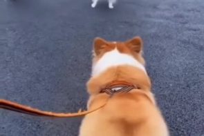 Super excited to see his friend -  the famous corgi butt wiggle - Best Street Fight