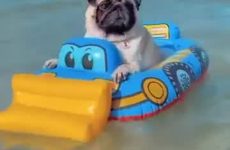 Pug in a floatie living his best life - Best Street Fight