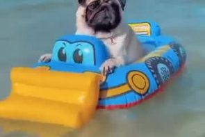 Pug in a floatie living his best life - Best Street Fight